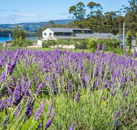 Port Arthur Lavender - Local Tourism