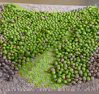 Wattle Hill Olives - Accommodation Australia
