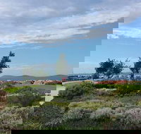 Coffee Cat - Local Tourism