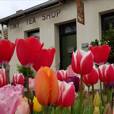 Tiny Tea Shop - Australia Shopping 0
