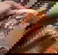 Domino's Pizza Reynella - Accommodation Australia