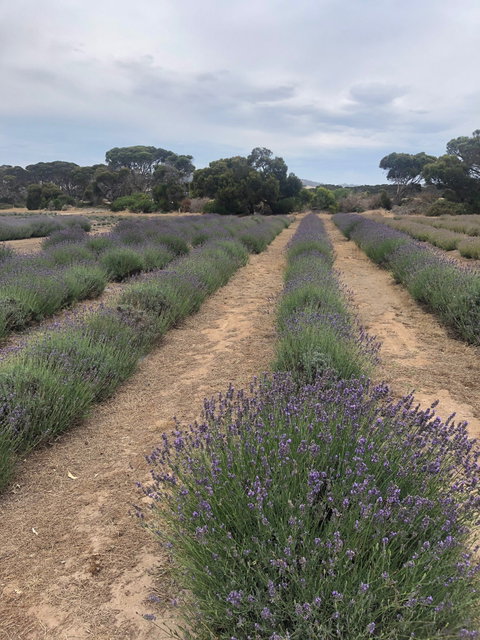 Emu Bay Lavender - Accommodation Australia 4