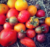 The Seasonal Garden Cafe - Local Tourism