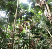 Spirits of Daintree - Accommodation Australia