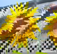 Numinbah Valley Fudge - Local Tourism