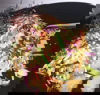 Frankie - Local Tourism