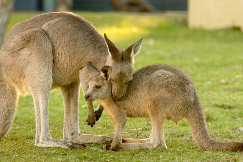 BIG4 Tasman Holiday Parks - Racecourse Beach - Accommodation Australia 39