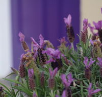 The Purple Door on Seaview - Australia Shopping