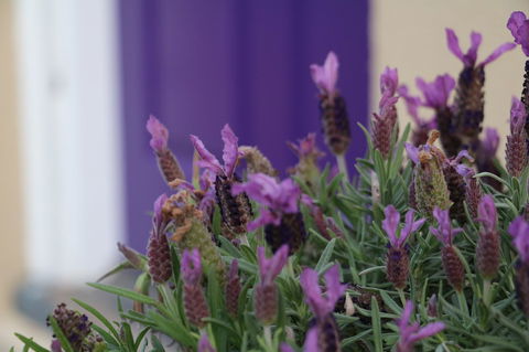 The Purple Door On Seaview - Accommodation Australia 0