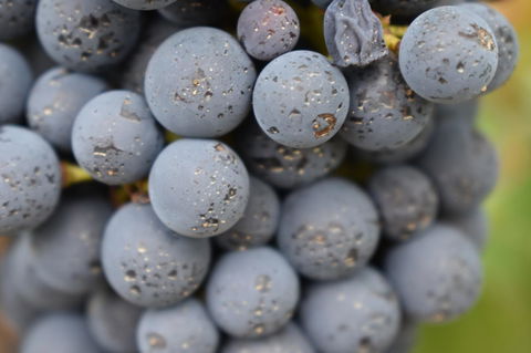 A Coonawarra Experience - Accommodation Australia 23