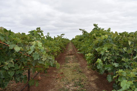 A Coonawarra Experience - Accommodation Australia 25