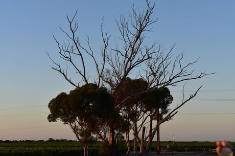 A Coonawarra Experience - Accommodation Australia 24