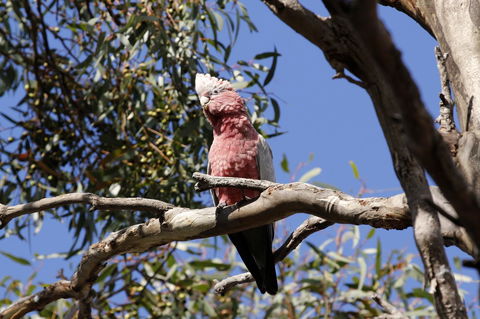 Cape Jervis Holiday Units - Accommodation Australia 5