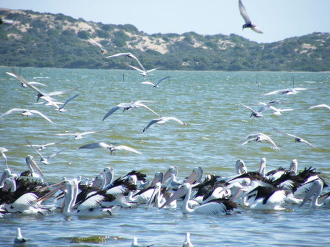 Coorong Waterfront Retreat - Local Tourism 25