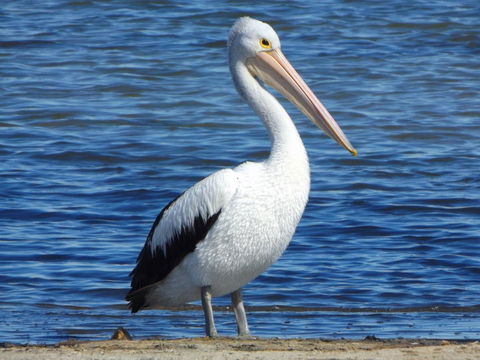 Coorong Waterfront Retreat - Local Tourism 29