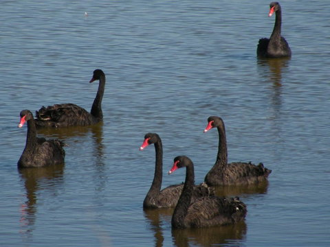 Coorong Waterfront Retreat - Local Tourism 26