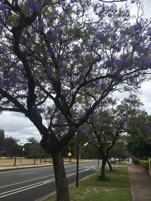 Adelaide Style Accommodation-Close To City-North Adelaide-3 Bdrm- FREE Parking - Accommodation Australia 34