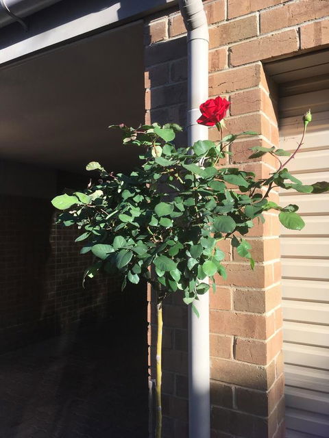 Adelaide Style Accommodation-Close To City-North Adelaide-3 Bdrm- FREE Parking - Accommodation Australia 21