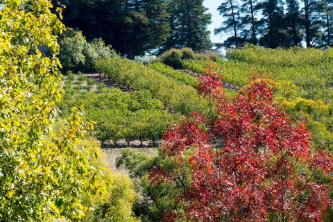 The Manor Basket Range - Local Tourism 16
