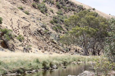 Rabbiters Hut - Local Tourism 29