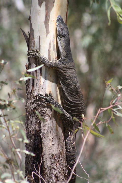 Rabbiters Hut - Local Tourism 30