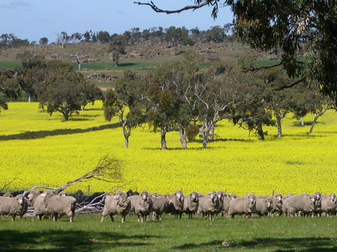 Rabbiters Hut - Local Tourism 16