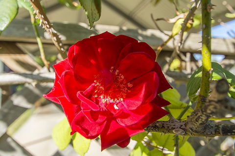 Stoneleigh Cottage Bed And Breakfast - Accommodation Australia 16