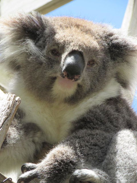 Lazy Days Cottage - Victor Harbor - Accommodation Australia 10