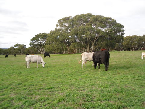 Wenton Farm Holiday Cottages - Accommodation Australia 17