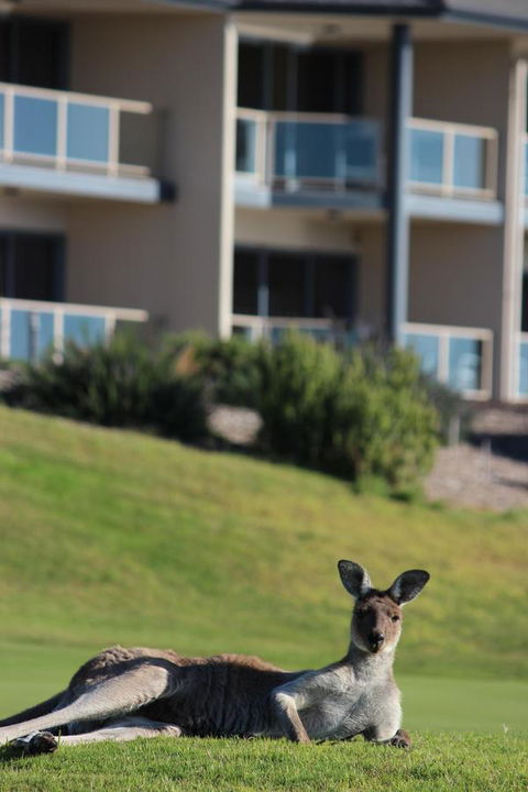Lady Bay Hotel - Accommodation Australia 16
