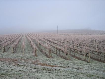 Vineyard Cottage BnB - Accommodation Australia 12