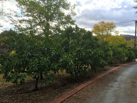 Vineyard Cottage BnB - Accommodation Australia 11