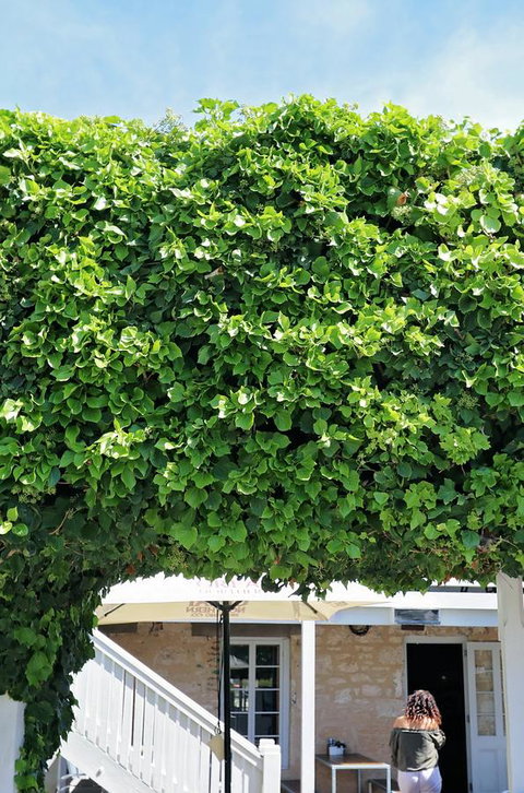 Caledonian Inn - Local Tourism 21