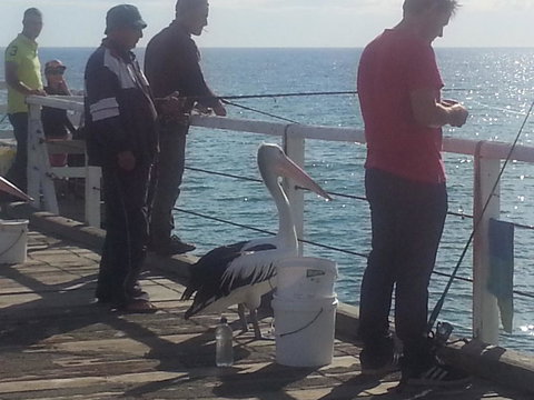 Adelaide Luxury Beach House - Accommodation Australia 24