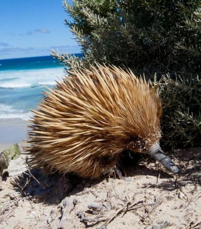 Saar River House - Australia Shopping 15