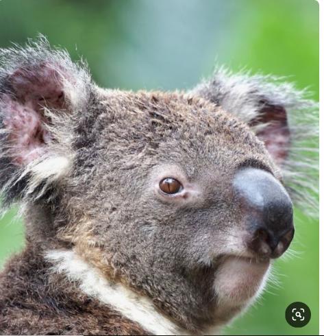 Saar River House - Australia Shopping 22