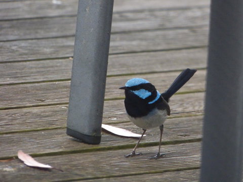 Saar River House - Australia Shopping 3