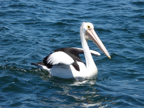 Saar River House - Australia Shopping 6