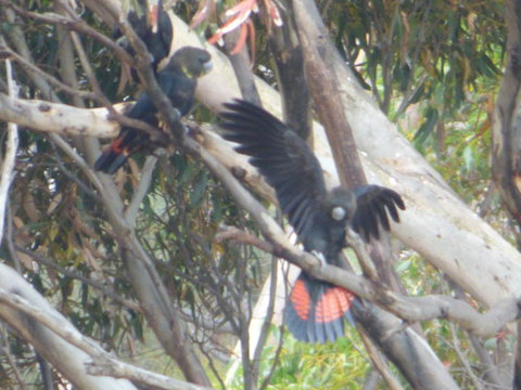 Saar River House - Australia Shopping 4