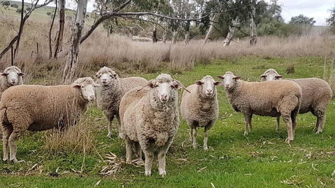 D2 At Watervale - Accommodation Australia 24
