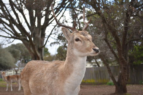 Deer Park Motor Inn Armidale - Accommodation Australia 22