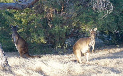 The Cape - Accommodation Australia 10