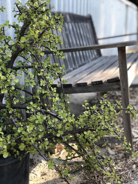 White Sands - Local Tourism 5