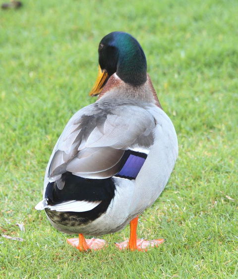 Riverview Tourist Park - Accommodation Australia 26