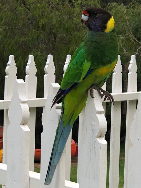 Riverview Tourist Park - Accommodation Australia 20