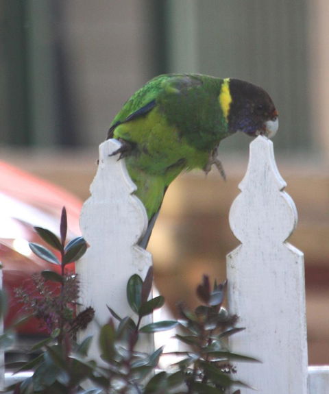 Riverview Tourist Park - Accommodation Australia 35