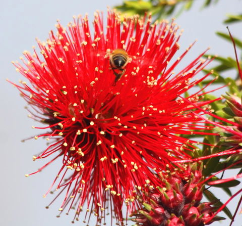 Riverview Tourist Park - Accommodation Australia 36