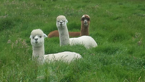 Glenelg On King Bed & Breakfast - Australia Shopping 5