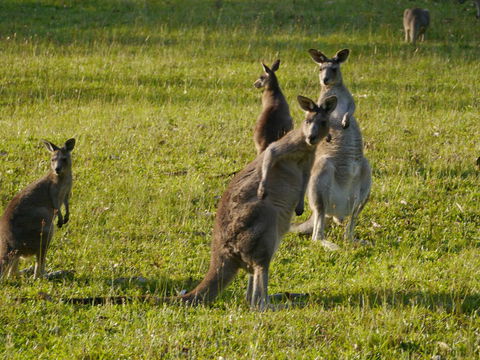 Dungowan Holiday Accommodation - Australia Shopping 27