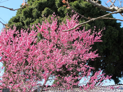 Apple Tree Cottage - Accommodation Australia 31